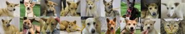 不妊去勢手術など実施した犬猫の写真