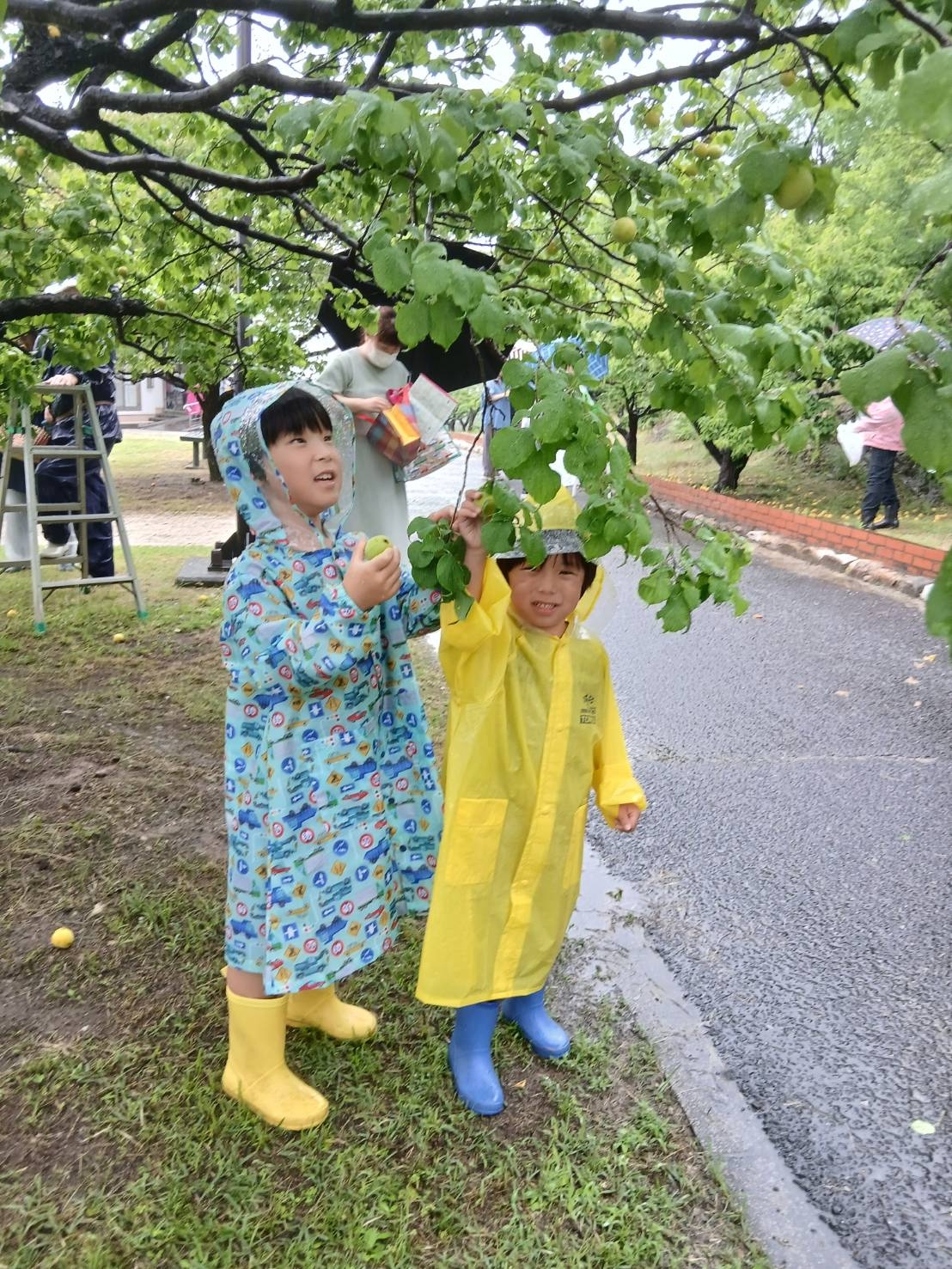 梅の収穫