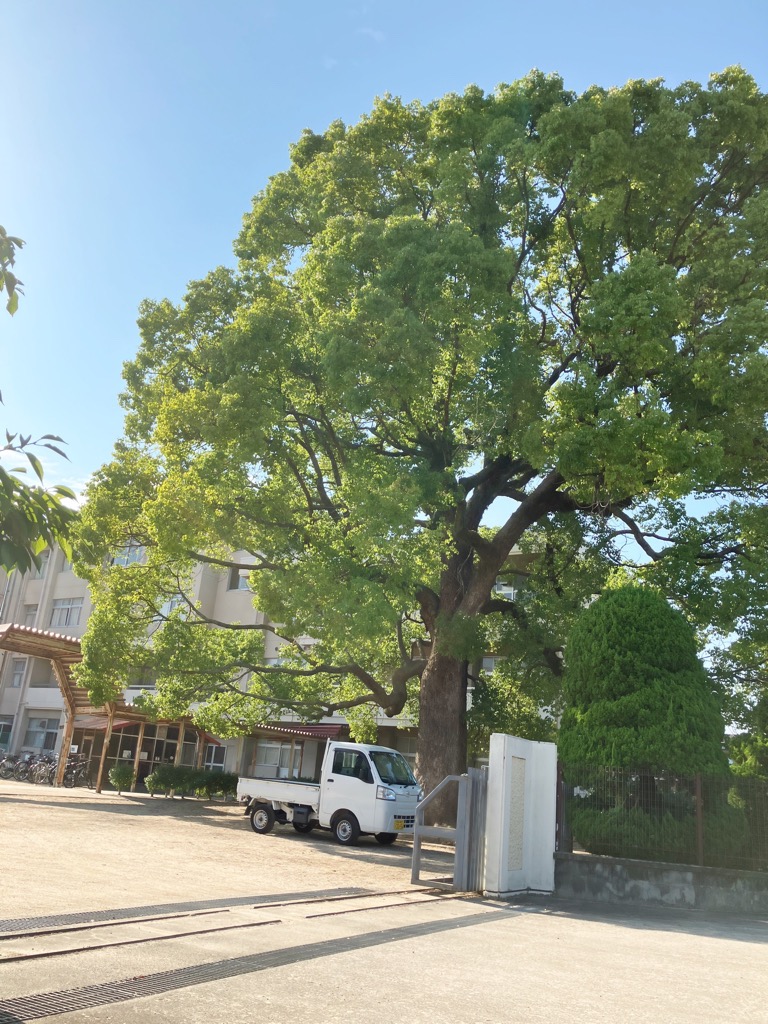 くすのき