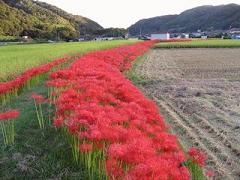 一面の彼岸花