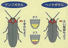 ホタルの見分け方