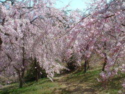 公園内の桜の写真