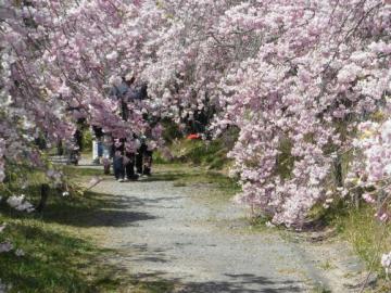 しだれ桜のトンネル