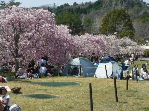 桜と芝生広場