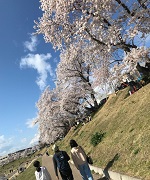 桜の画像3