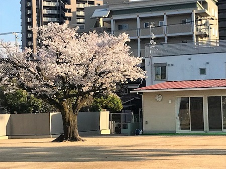 桜の画像1