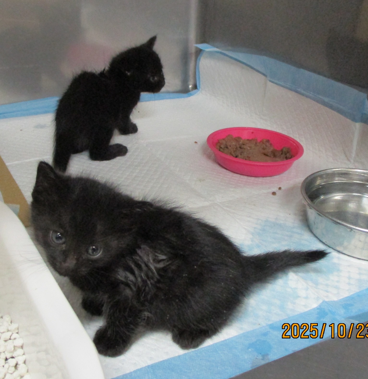 黒猫ちゃん2匹
