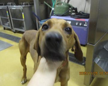 1D2025134(シロウくん)3