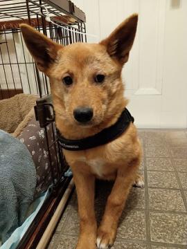 保護犬カブちゃんの写真