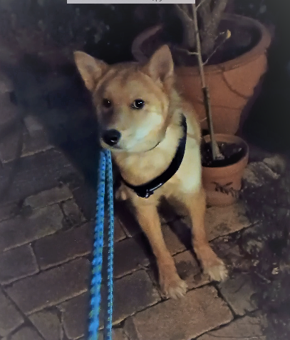 ダイズ（大豆）くん