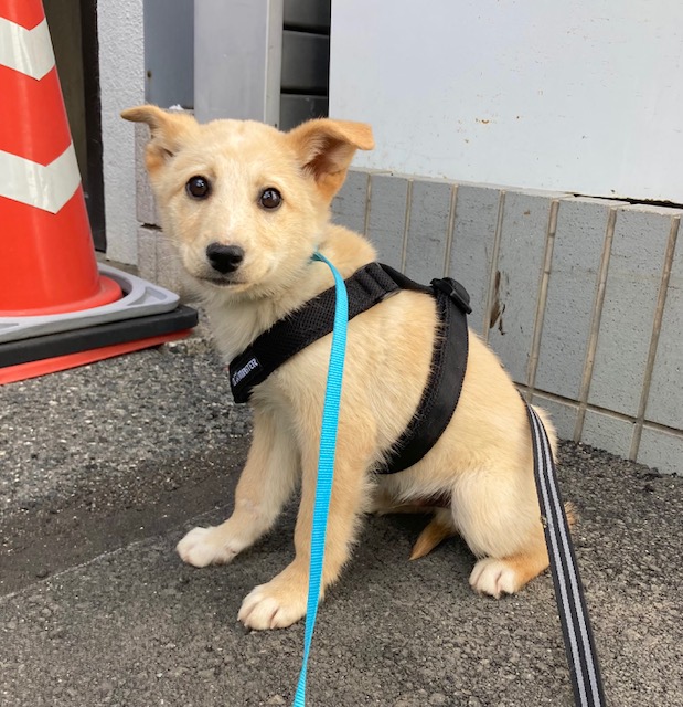 1D2025164(ひょう君)