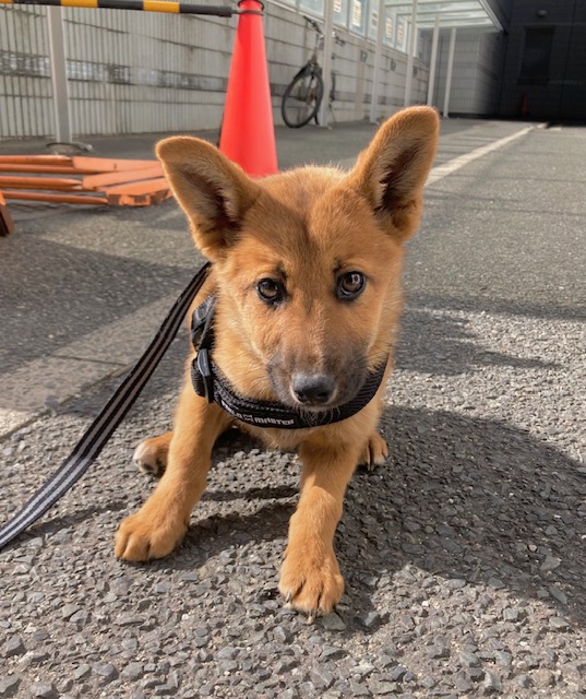 1D2025168(アラシくん)