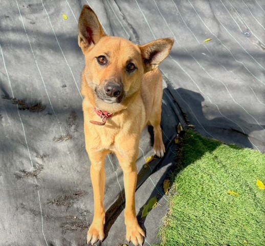 1D2025138(ショコラちゃん)