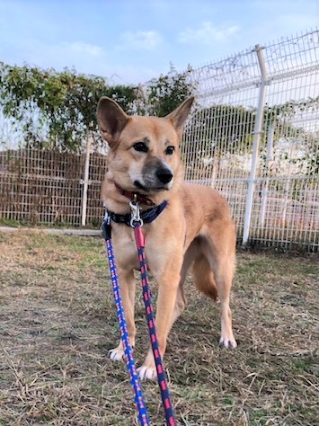 1D2024006（チップちゃん)