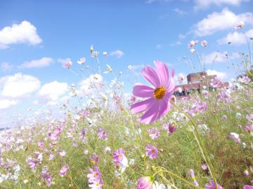 ピンク色のコスモスの花