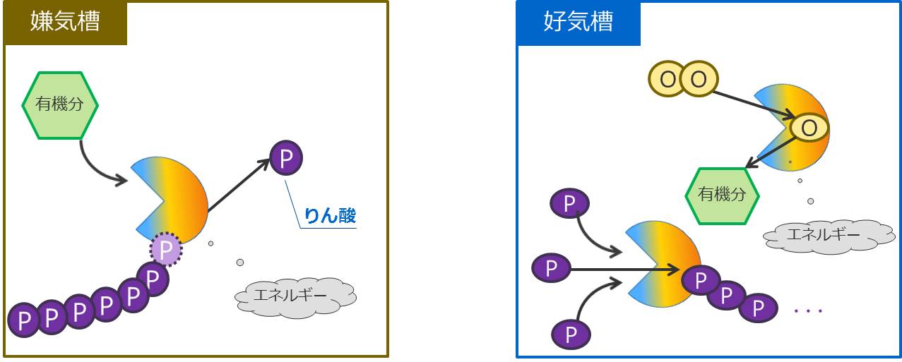 りん除去（生物学的脱りん）の画像