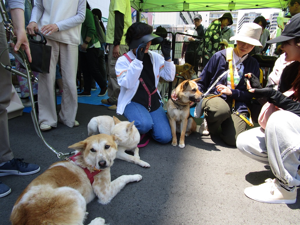 犬の譲渡会2