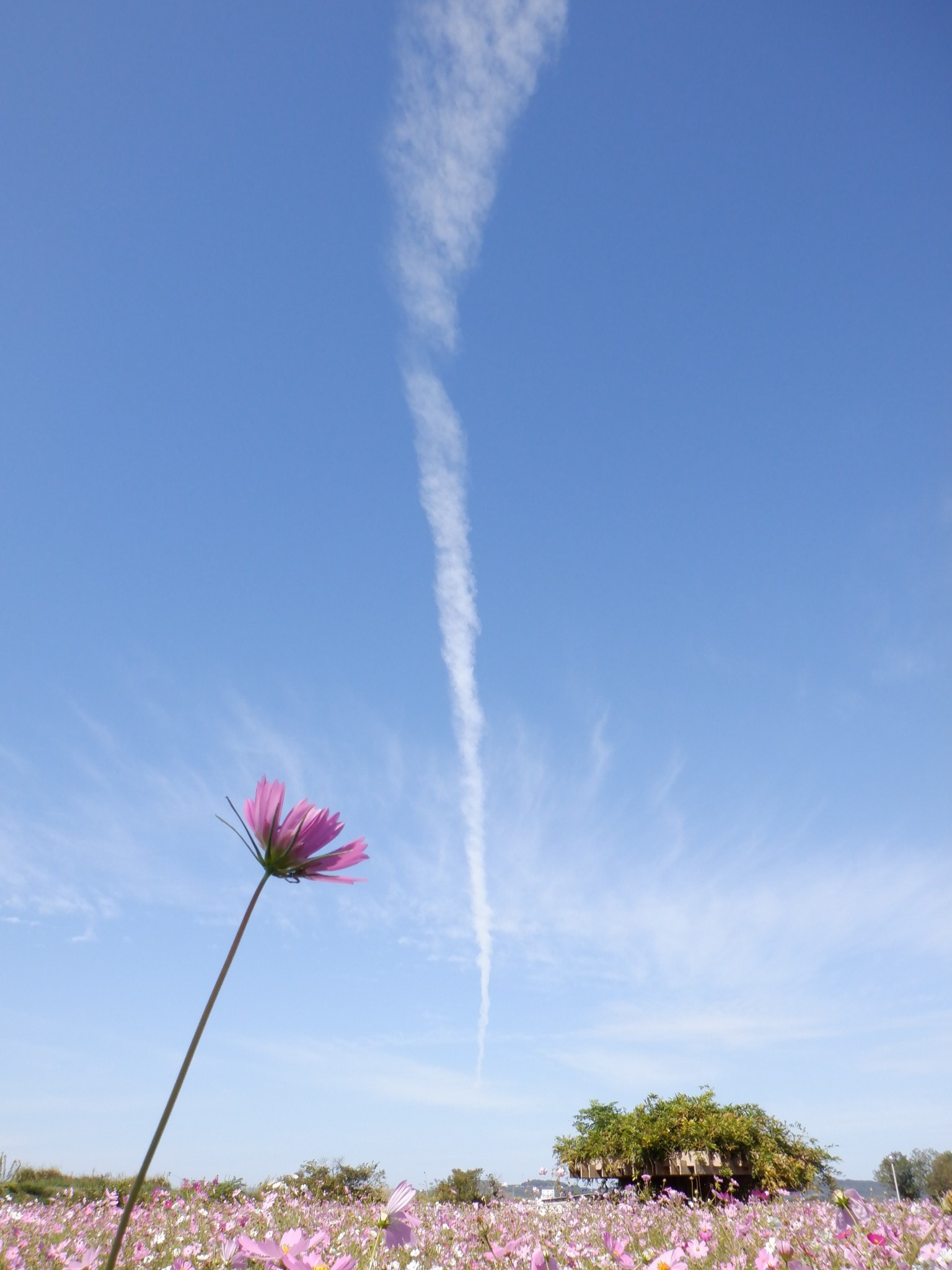 飛行機雲とコスモス