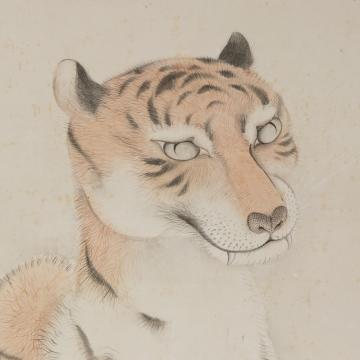 虎の図（川端玉章筆）の部分の画像