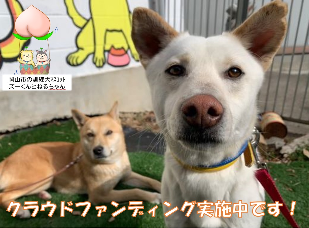 クラウドファンディング型ふるさと納税を実施中です