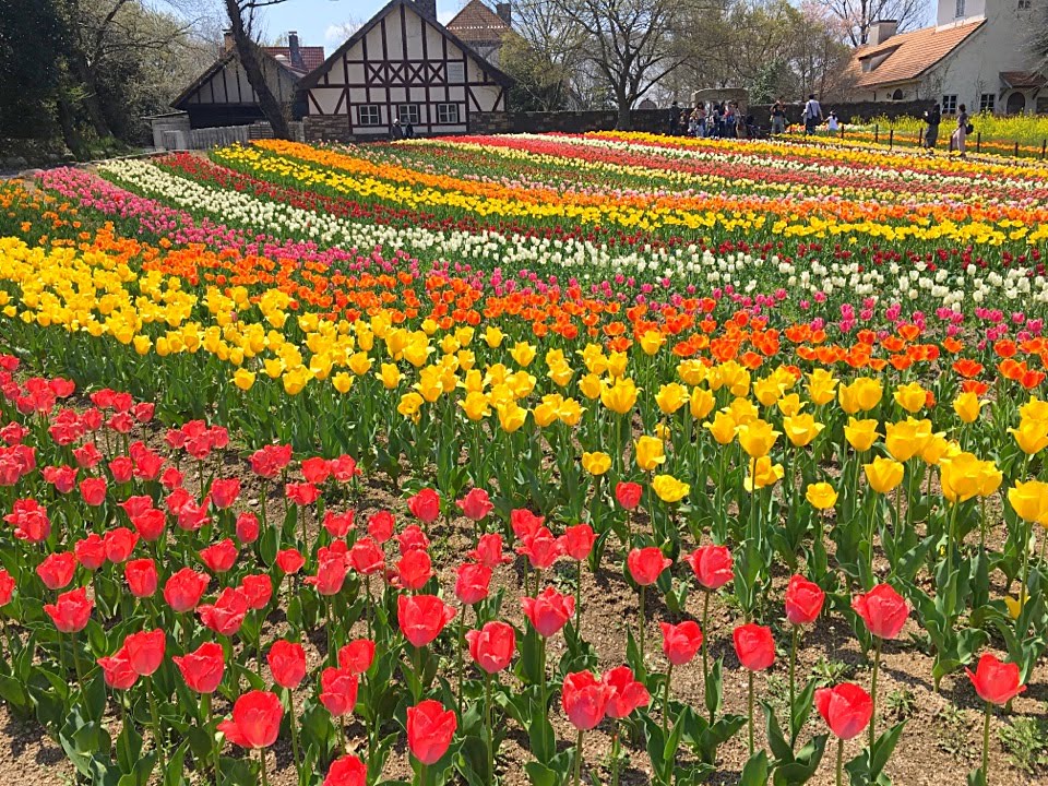 チューリップ畑の写真
