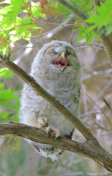 フクロウの写真