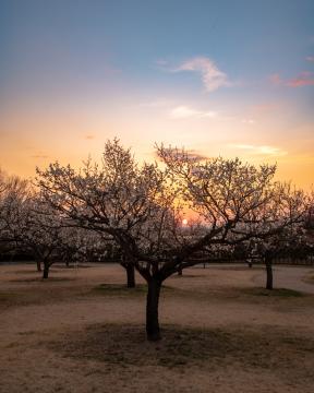 梅園の写真