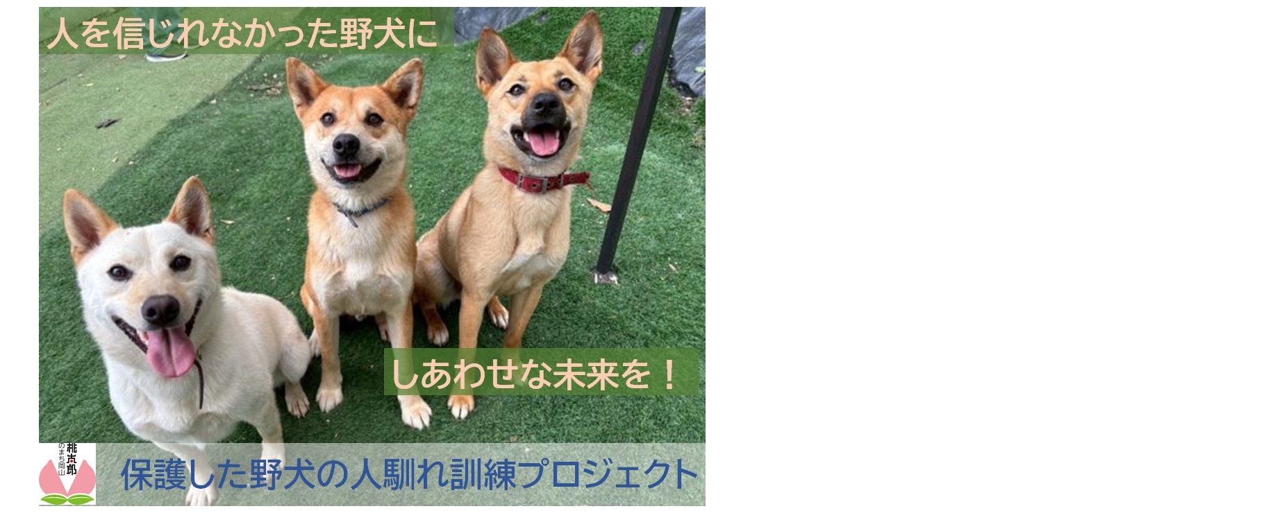 保護した野犬の人馴れ訓練プロジェクト