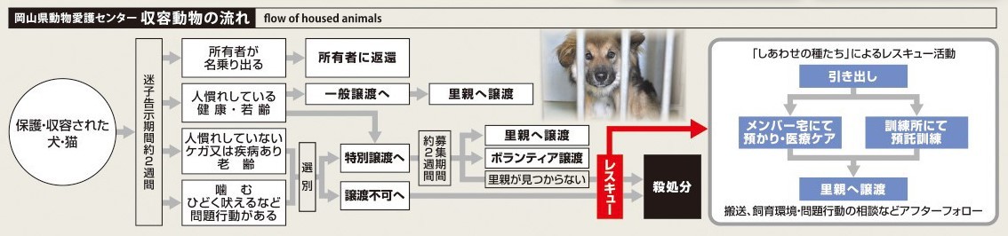 収容動物の流れ