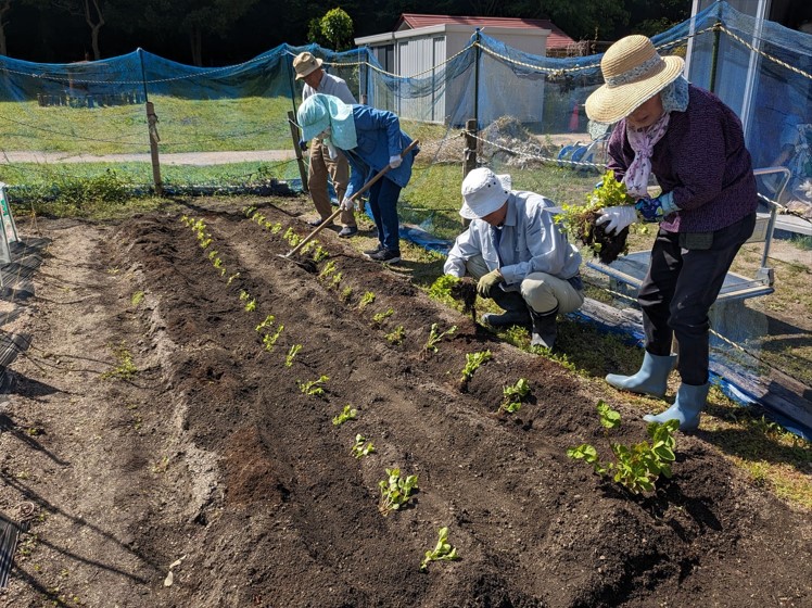 藍の植え替え作業の様子