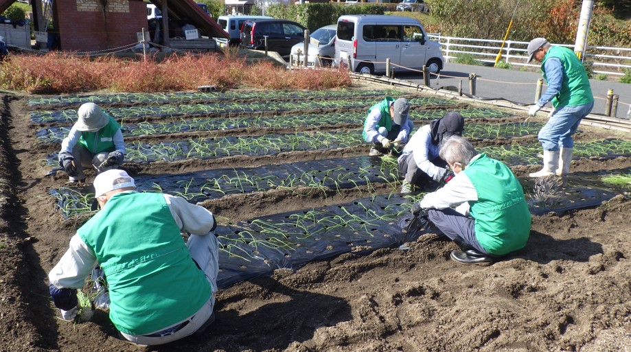 タマネギの植え付け作業の様子