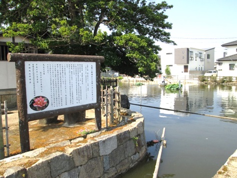 大賀蓮の説明看板の写真