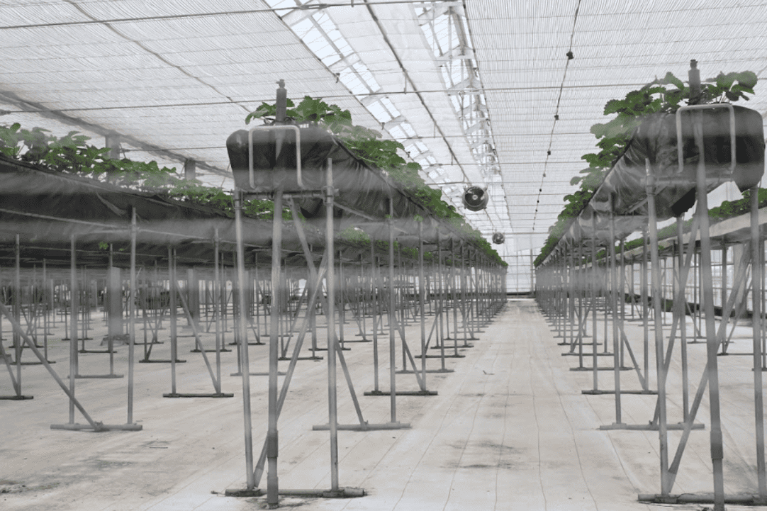 ハウスの中でイチゴを栽培している写真