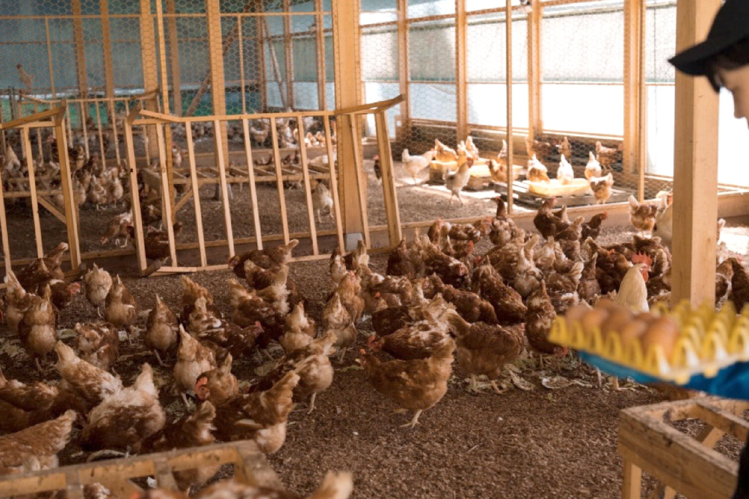 鶏小屋の写真