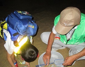 海ホタル夜間観察会の様子