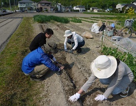 里いもの植えつけを行う様子