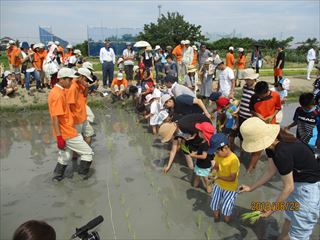 親子田植えの写真