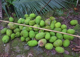 発酵させて食べられているパンの木の実