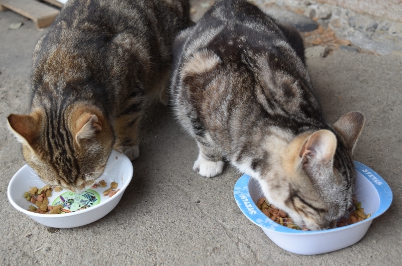 エサを食べる猫