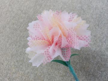 カーネーションの写真